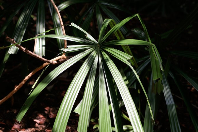 Roll 2IMG_0201.jpg